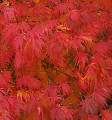 Acer palmatum 'Omure yama' - mapleridgenursery